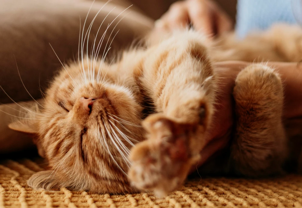 cameras for pets